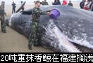 20吨重抹香鲸在福建长乐海滩搁浅