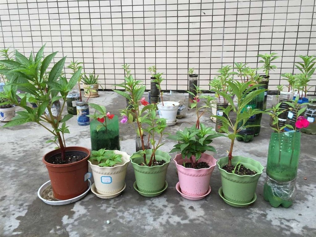 凤仙花3.jpg