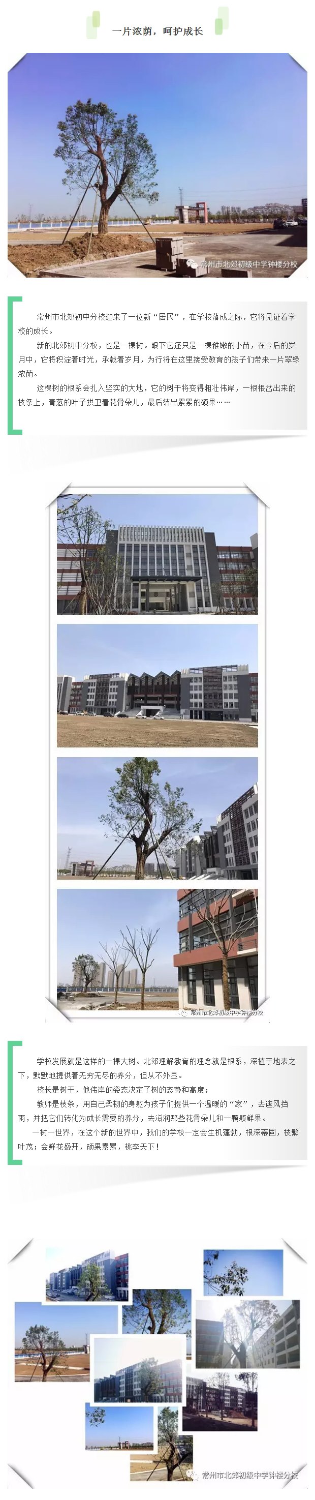 一片浓荫，呵护成长.jpg
