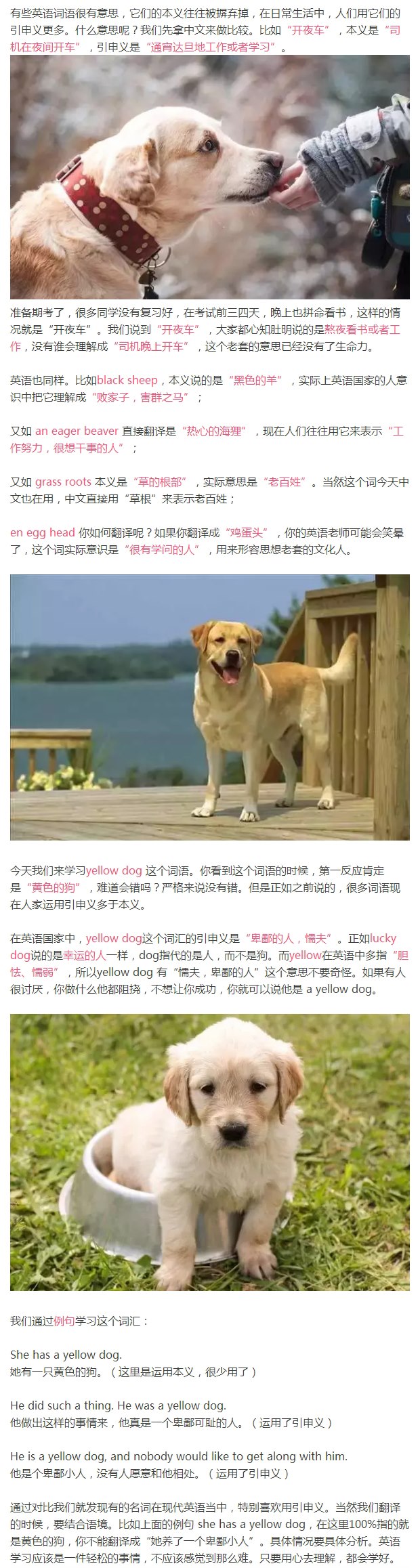 “Yellow dog”千万不要翻译成“黄色的狗”，它竟是这个意思！.jpg