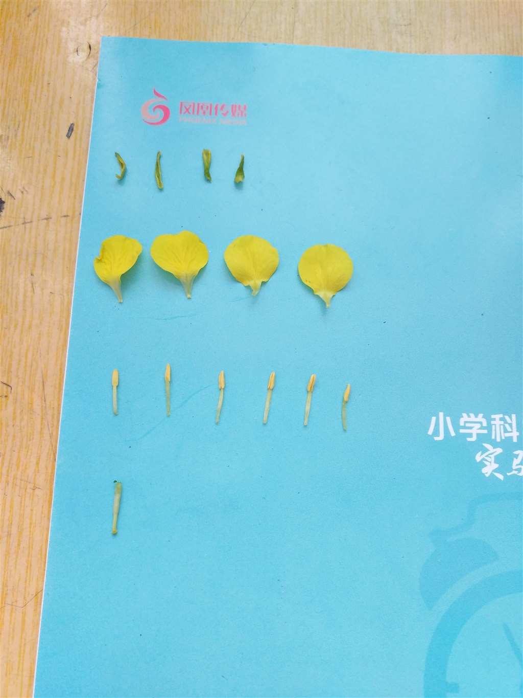 油菜花作品IMG_20180315_151855.jpg