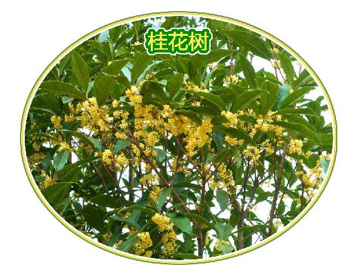桂花中队.jpg