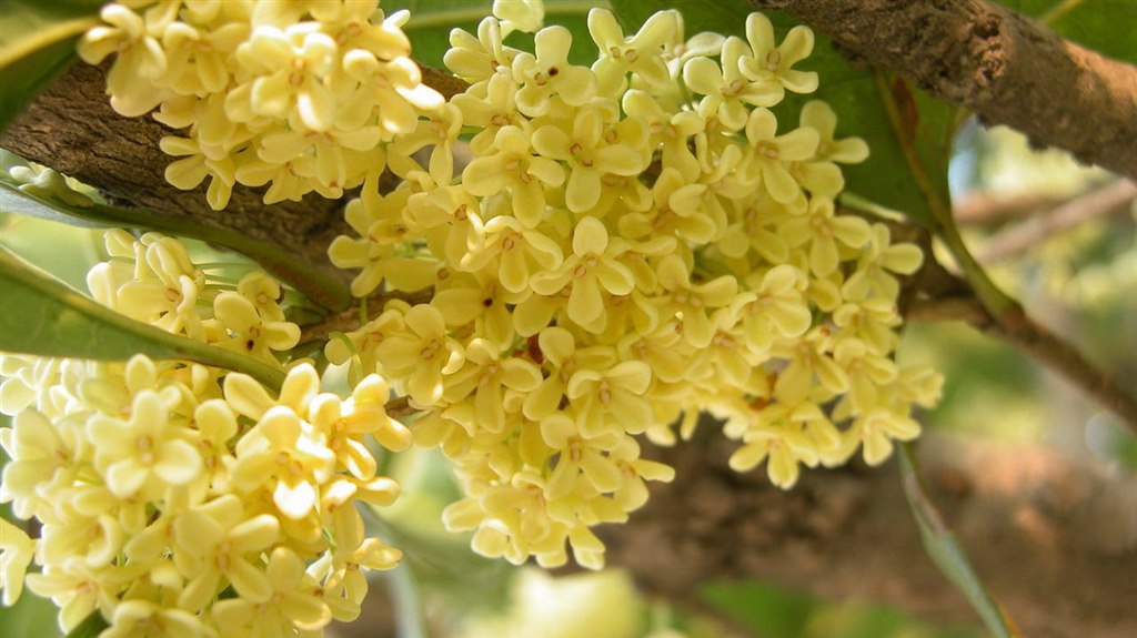 桂花3.jpg