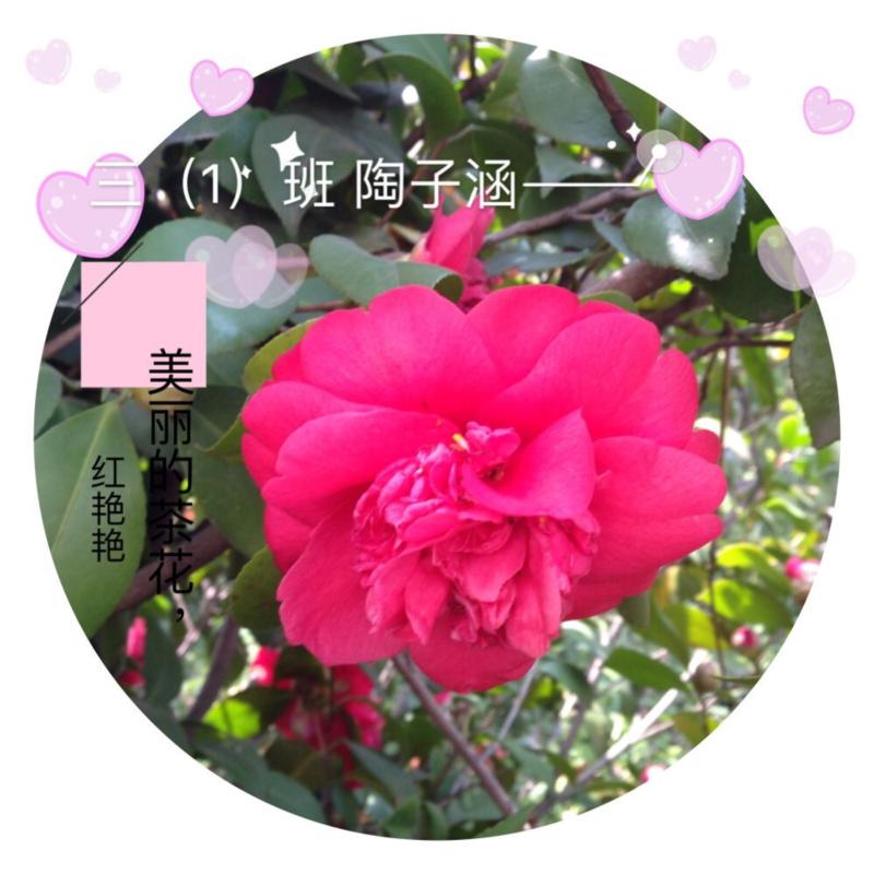 双击打开大图
