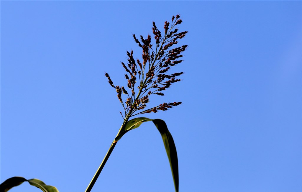 IMG_6288.jpg