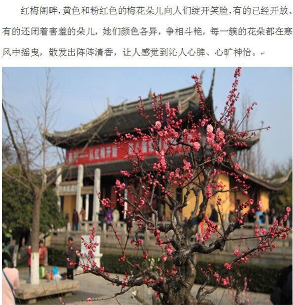 袁语桐.jpg