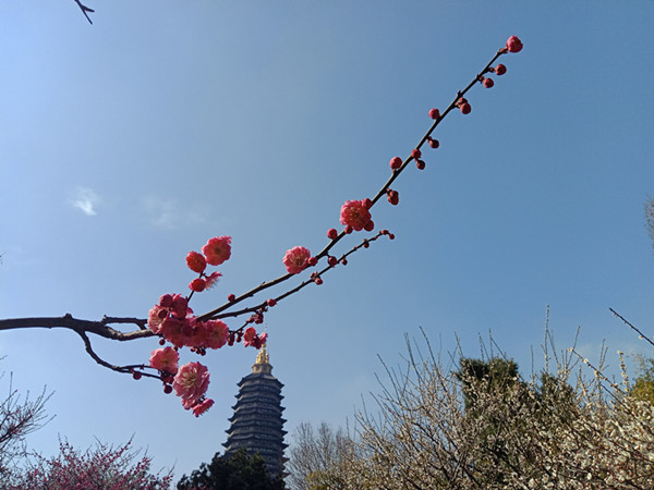 微信图片_20190308143708_副本.jpg