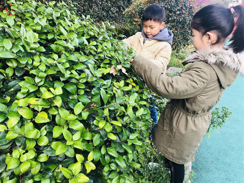 植树1.jpg