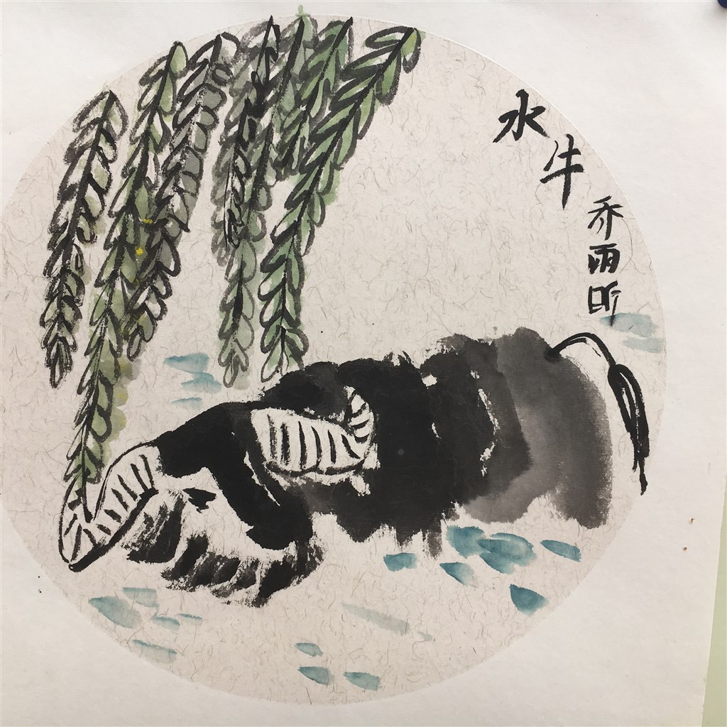 水牛乔雨昕.JPG