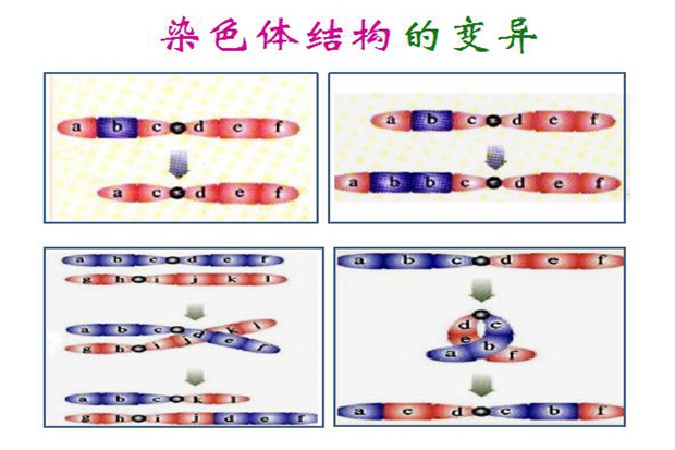 染色体结构的变异.jpg
