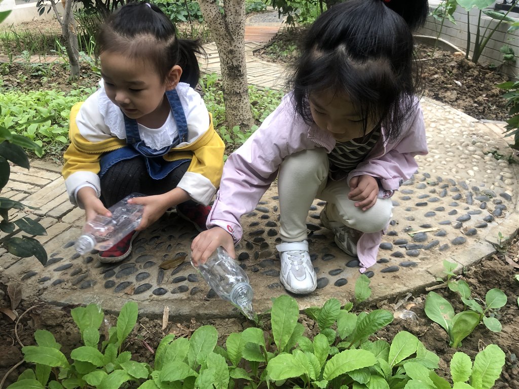 植物 (1).JPG
