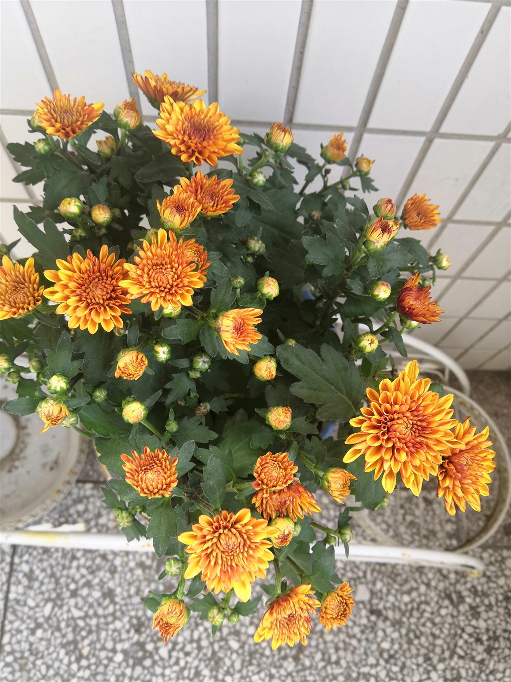 IMG_20190910_073755.jpg