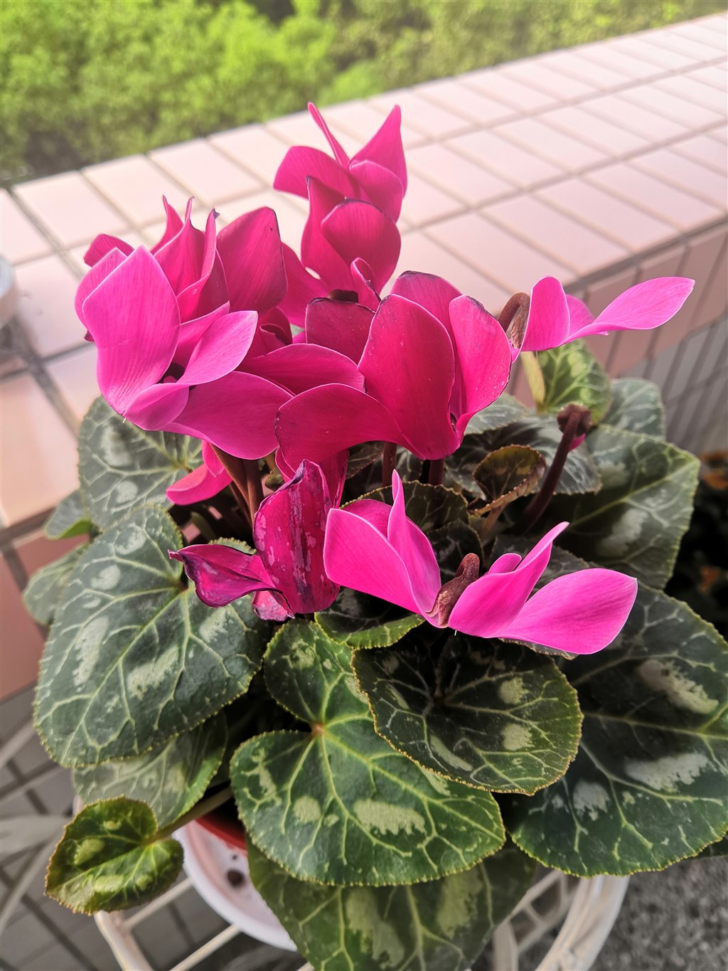 IMG_20190910_073735.jpg