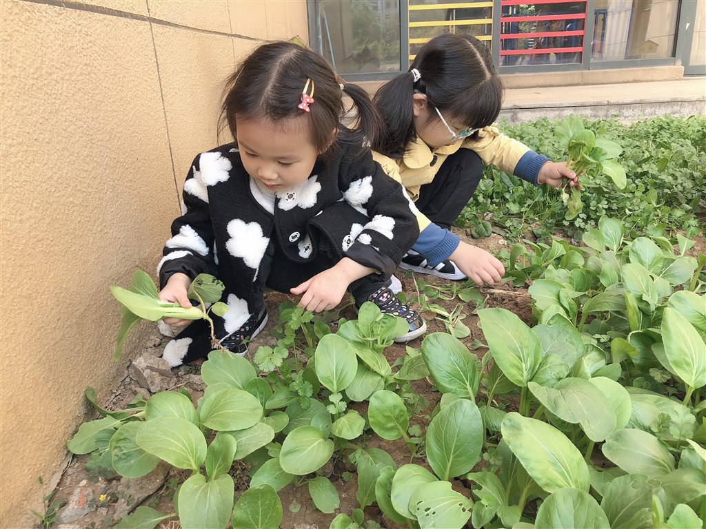 拔菜2.jpg