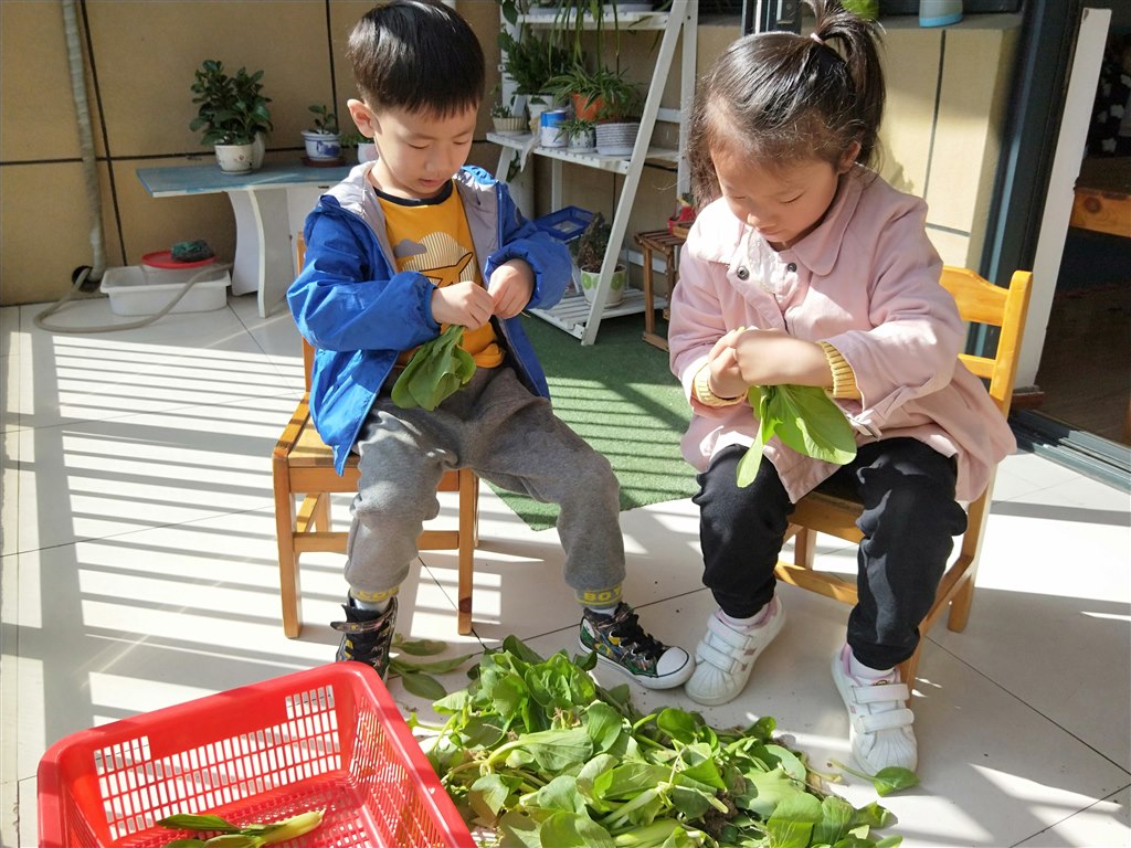 择菜.jpg