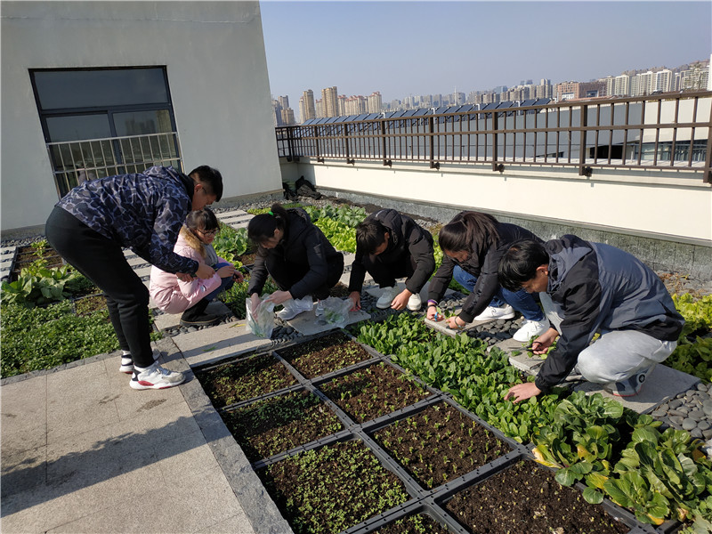 收菜1.jpg 收菜1.jpg