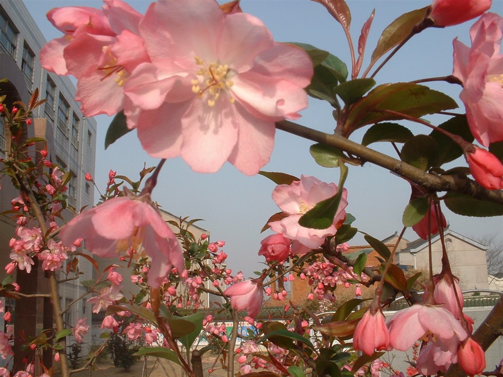 桃花