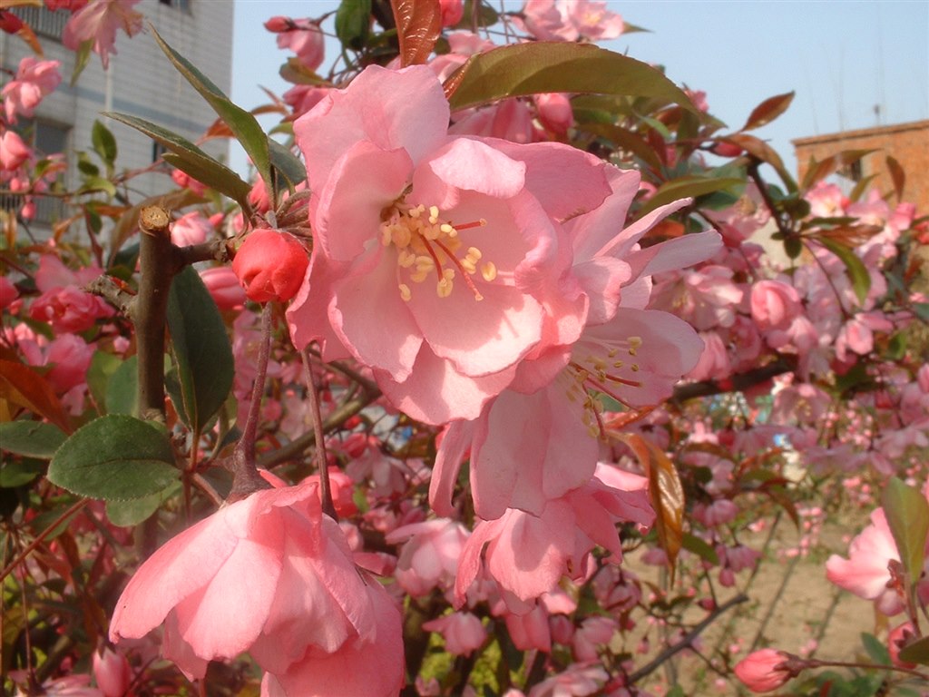 海棠花