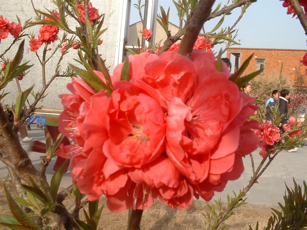 桃花