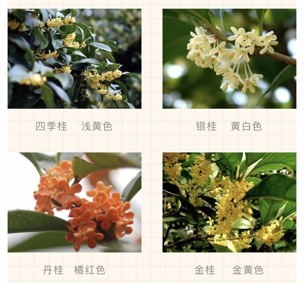 桂花的种类.jpg 桂花的种类.jpg
