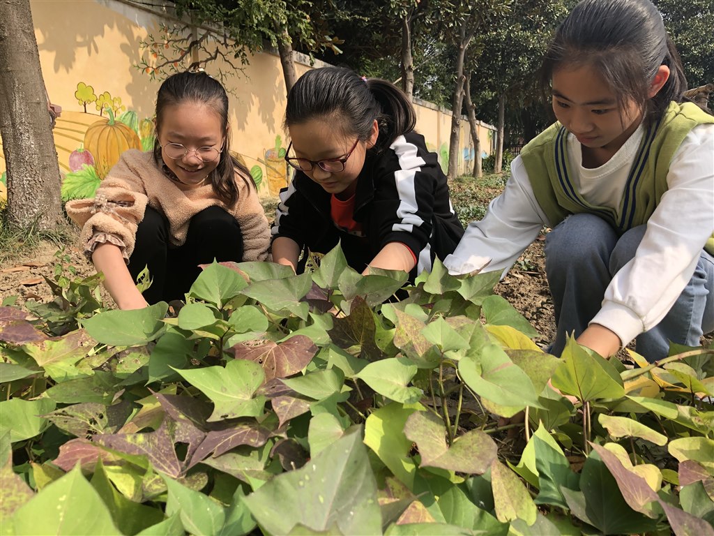 新劳动教育之丰茂园劳动1.JPG 新劳动教育之丰茂园劳动1.JPG