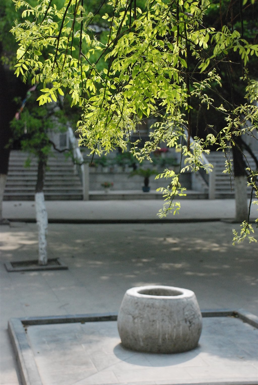 古槐思源.JPG