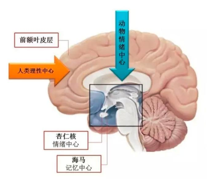 海马体1.png