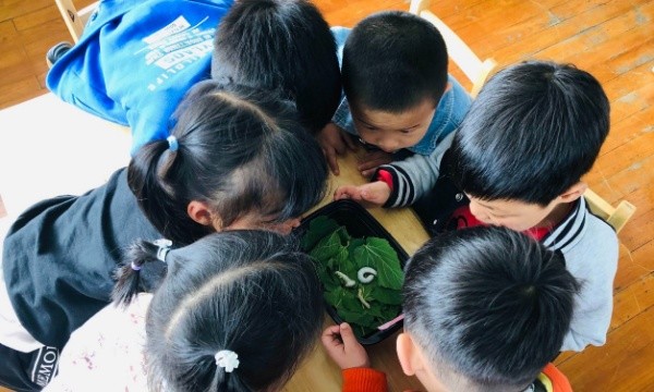 蚕改后 3.jpg