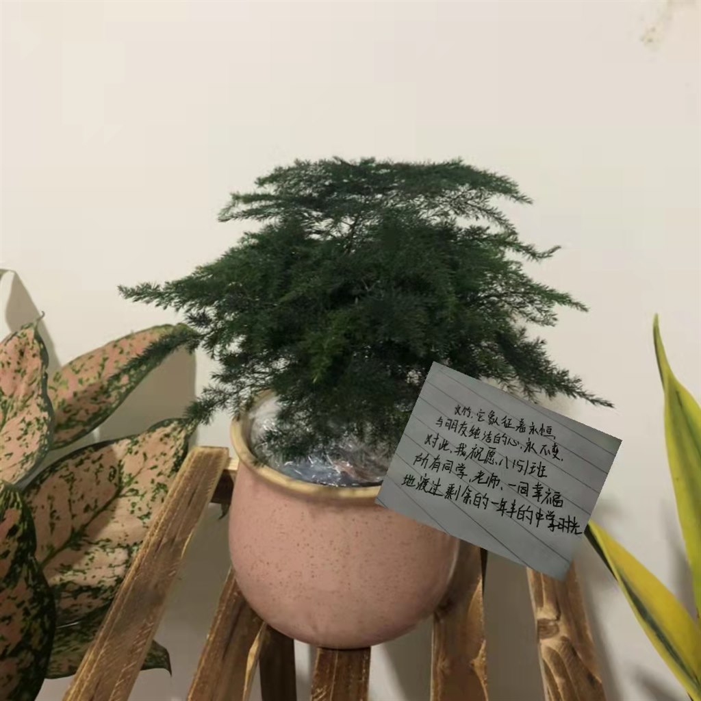 八5金程程心愿卡.jpg