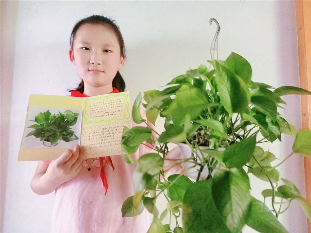 四3班 郇欣茹 绿萝.jpg