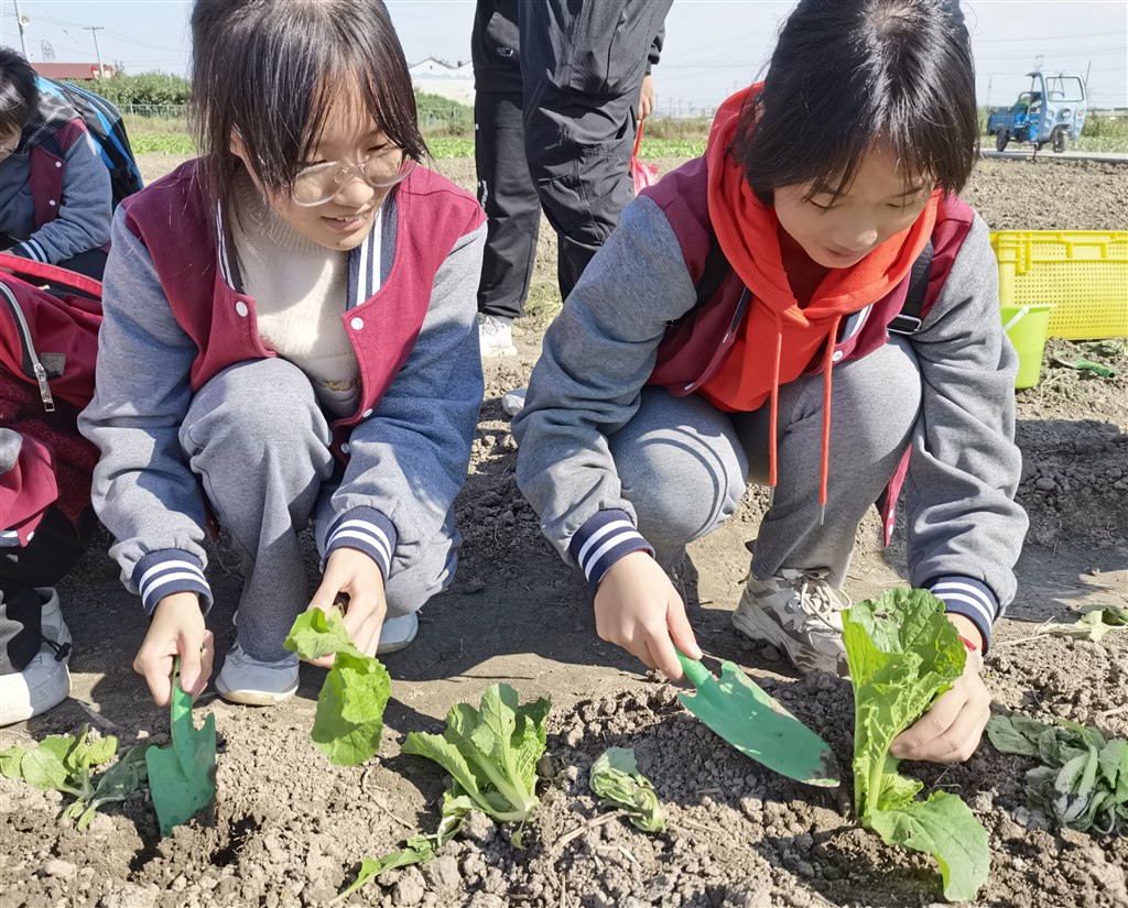 种白菜2.jpg