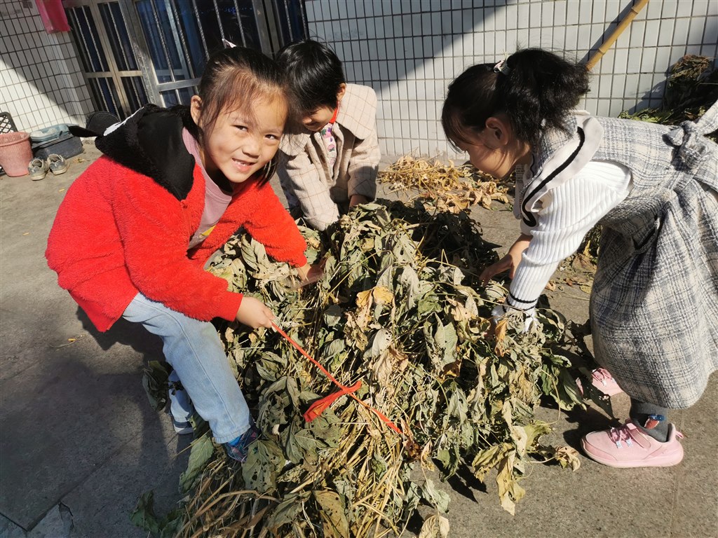整理豆秆4.jpg