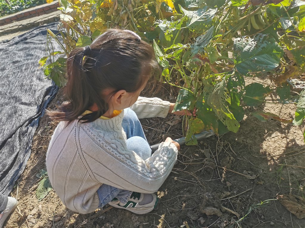 收获豆秆.jpg 收获豆秆.jpg