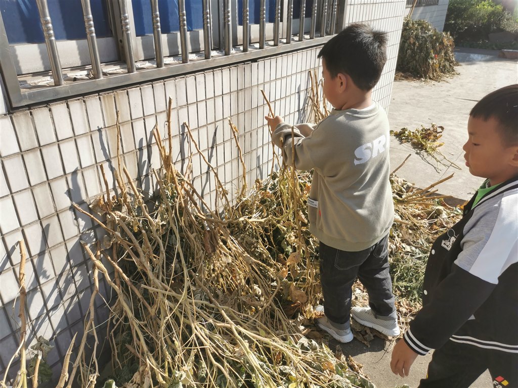 整理豆秆3.jpg