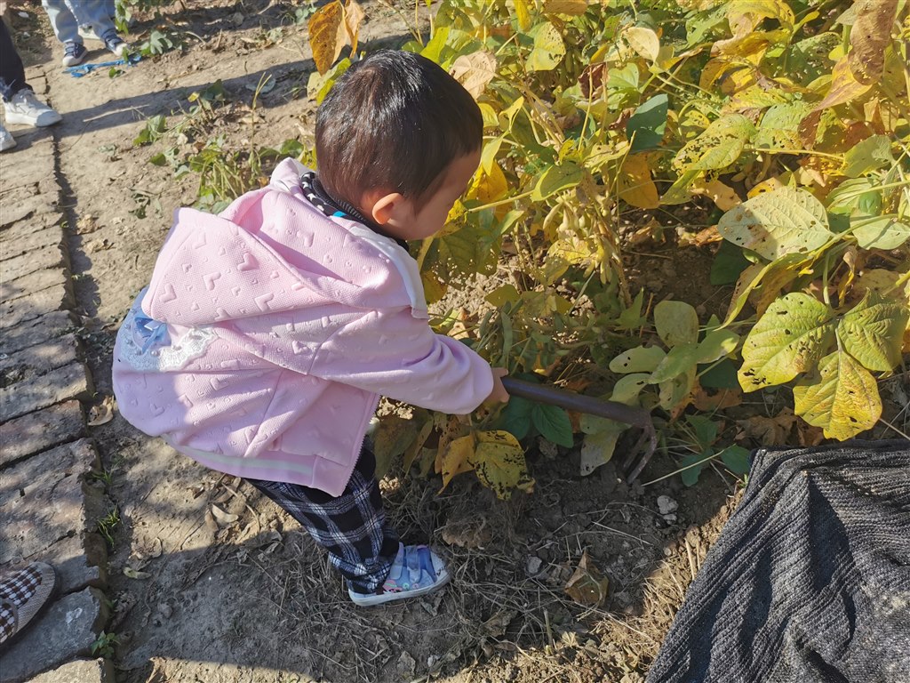 收获豆秆4.jpg