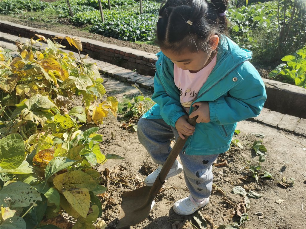 收获豆秆2.jpg