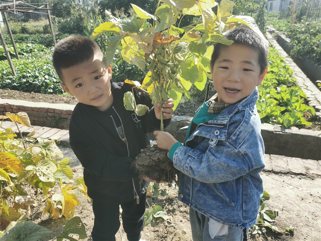 收获豆秆1.jpg 收获豆秆1.jpg