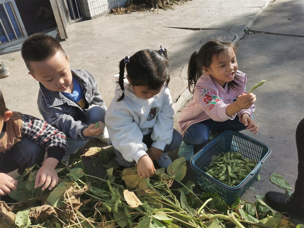 采摘豆荚2.jpg