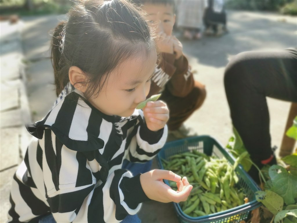 采摘豆荚3.jpg