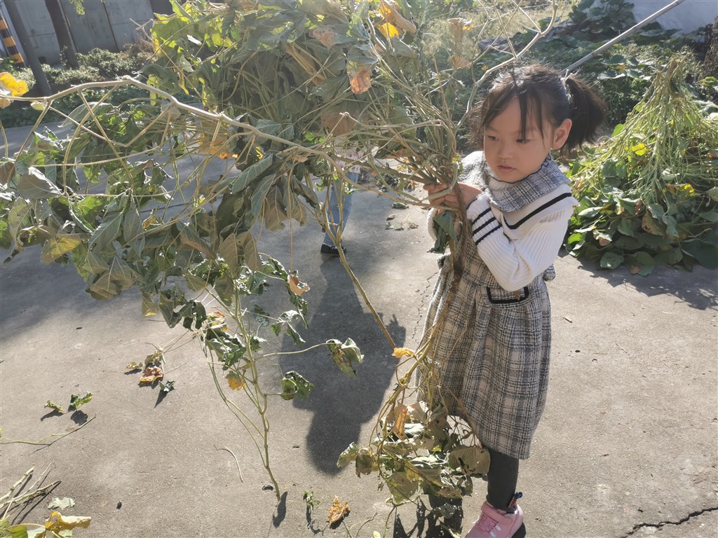 搬运豆秆2.jpg