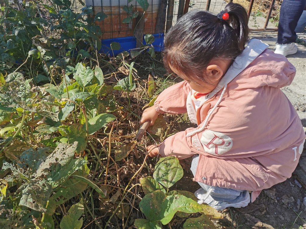 收获豆秆5.jpg