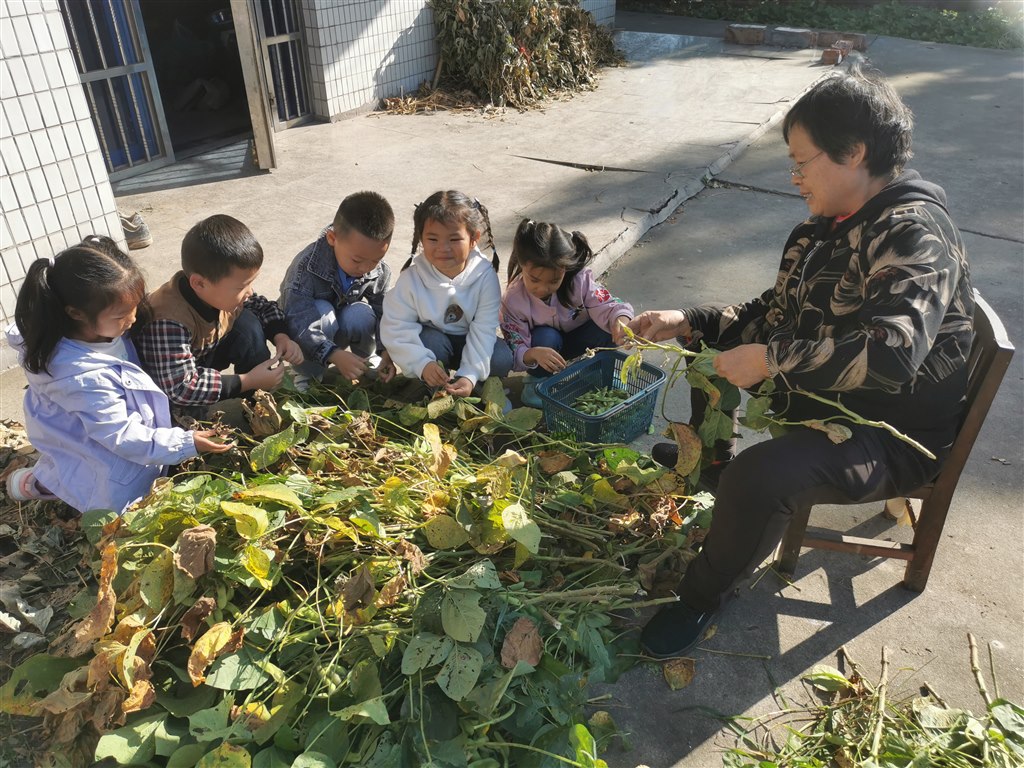 采摘豆荚1.jpg