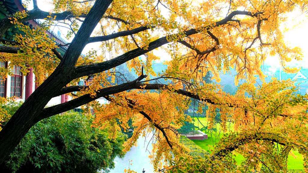 百年芳华(随园校区古银杏).jpg 百年芳华(随园校区古银杏).jpg