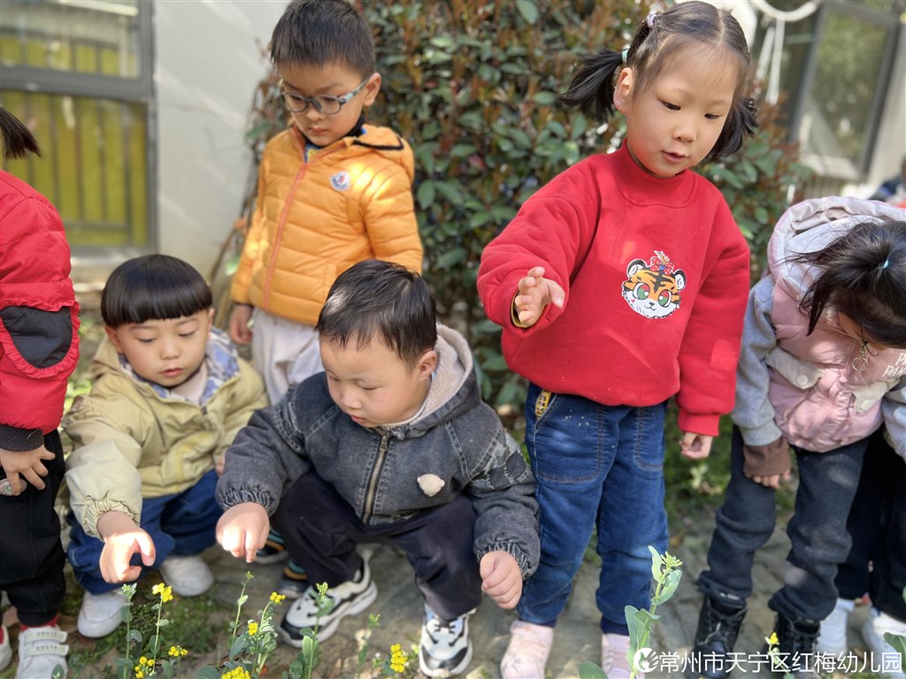 植物1.JPG