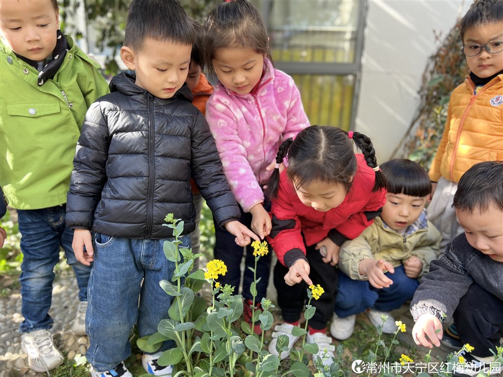 植物2.JPG