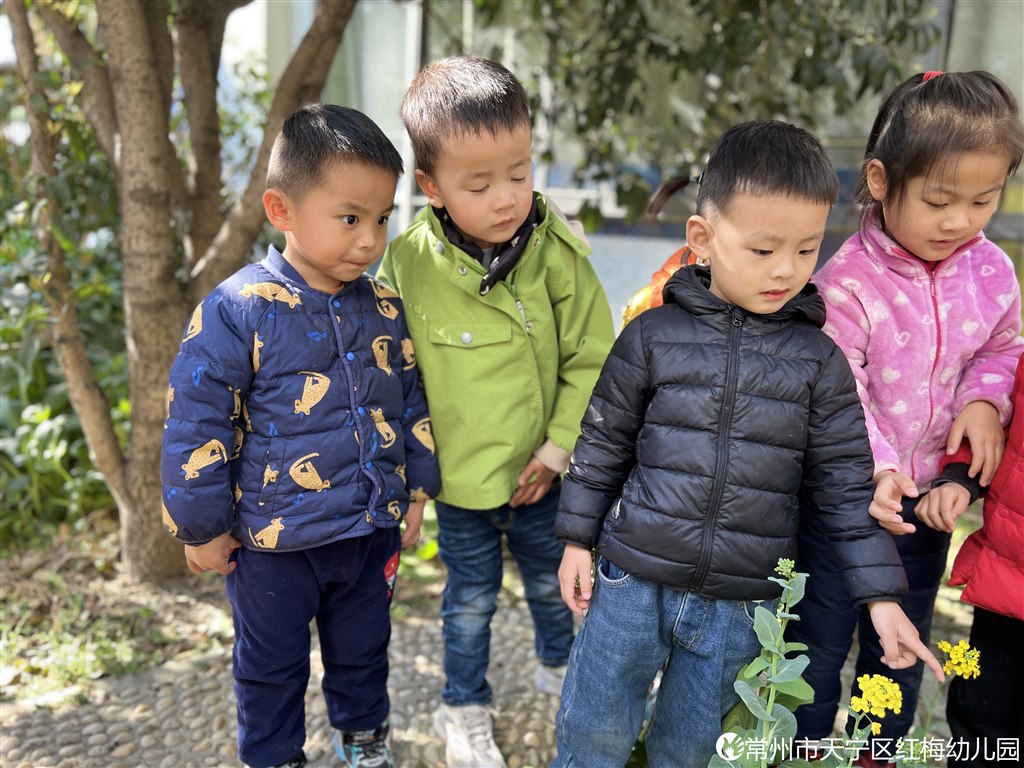植物3.JPG