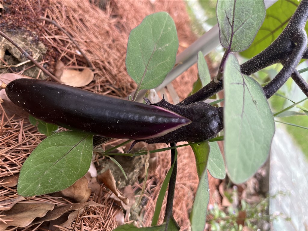 茄子2.JPG