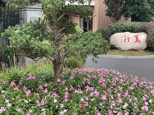 绿植5.jpg