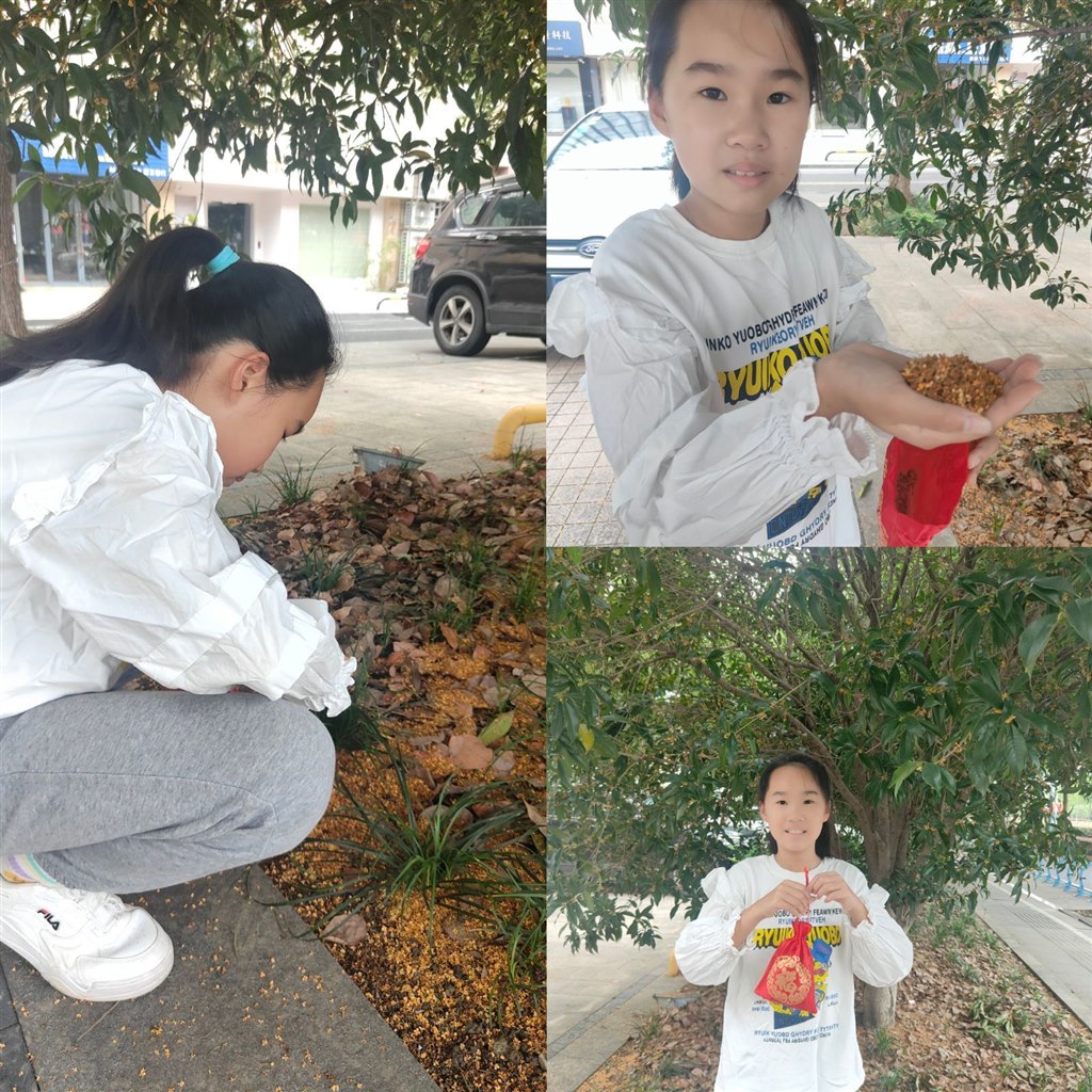 五年级桂花 (5).jpg
