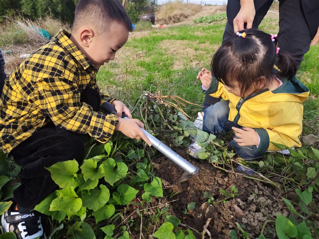 挖红薯  岳时超.jpg